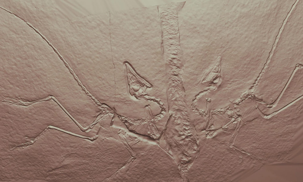 fossil 3d scanning Archaeopteryx dinosaur